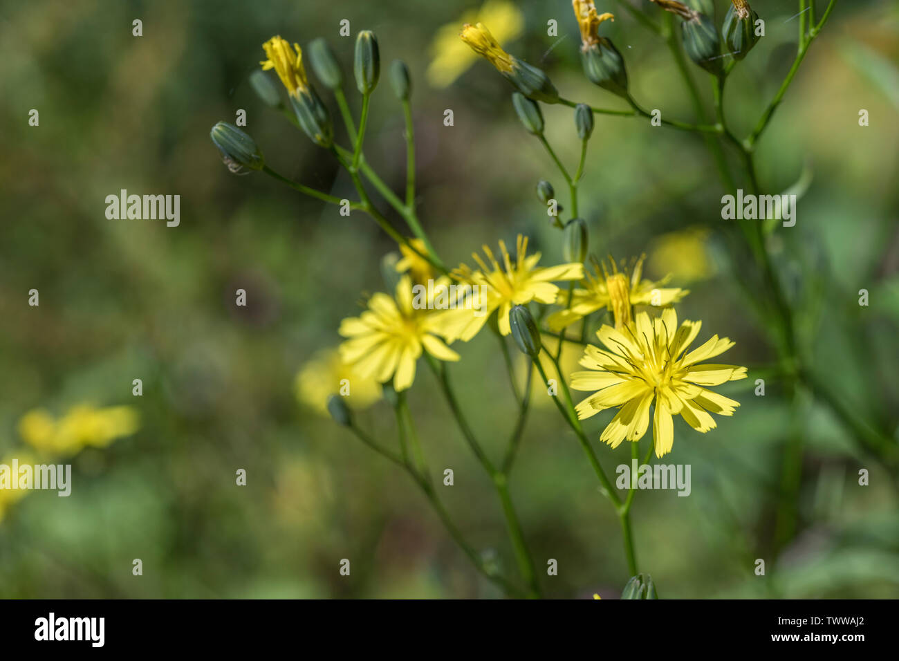 Possibly yellow flowers of Nipplewort / Lapsana communis, but unsure. Certainly a Daisy. Young nipplewort leaves may be eaten cooked as survival food Stock Photo