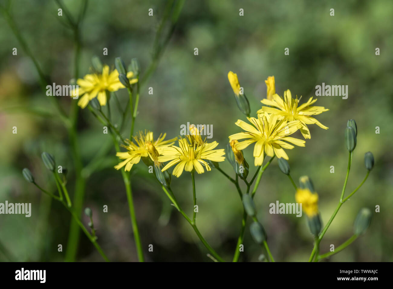 Yellow flowers of Nipplewort / Lapsana communis. Young leaves may be eaten cooked as a survival food. Stock Photo