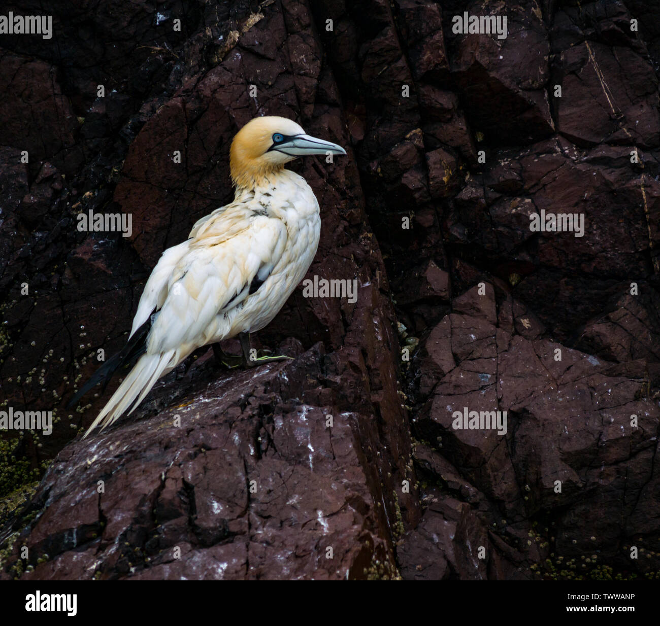 Bass Rock, Firth of Forth, UK. 23rd June 2019. Gannet, Morus bassanus, on a ledge on the steep cliff face of the Bass Rock in the world's largest colony nature reserve which looks in a poor state with dirty and mottled feathers Stock Photo