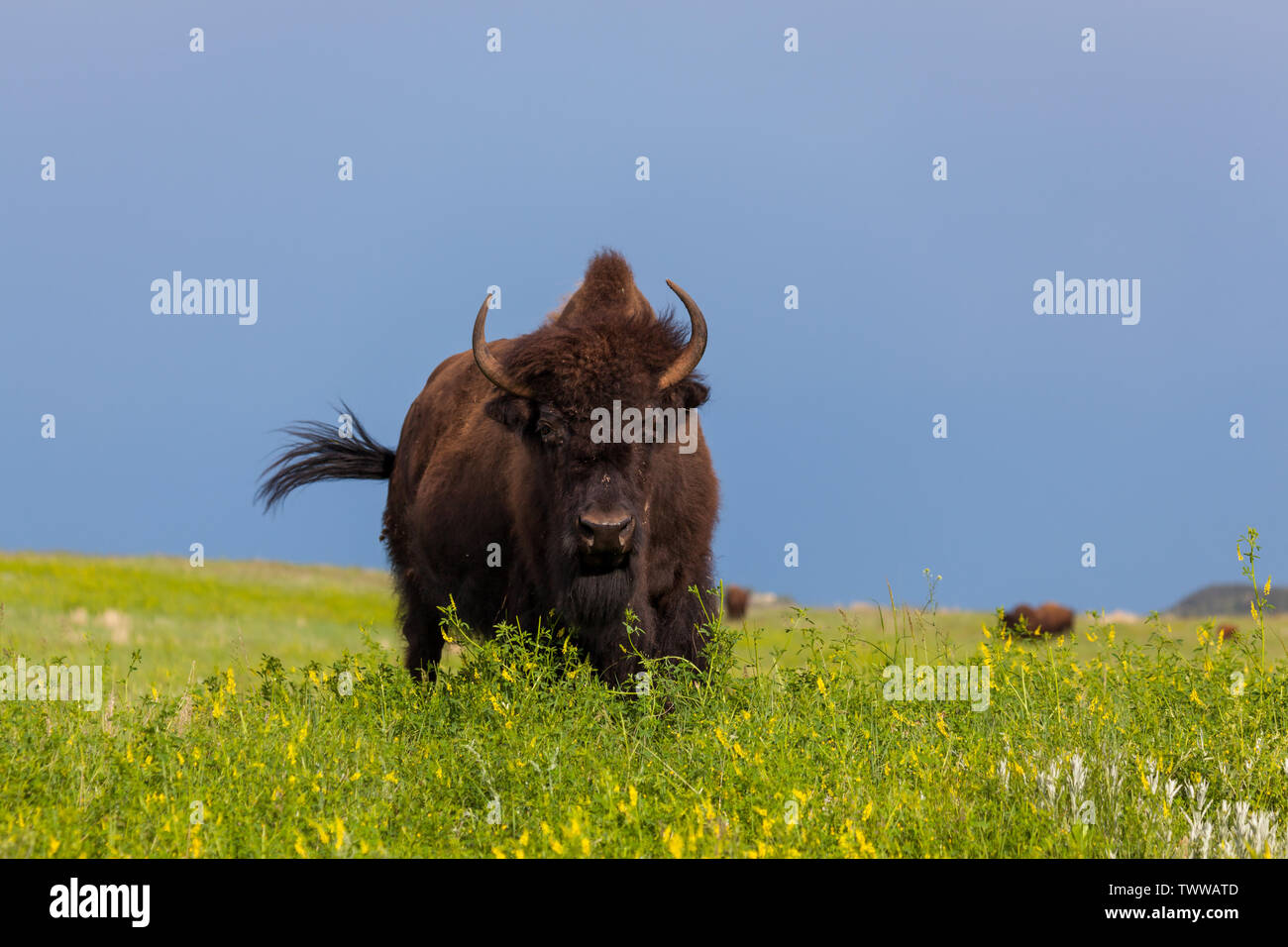 A large female bison stands in spring wildflowers and afternoon ...