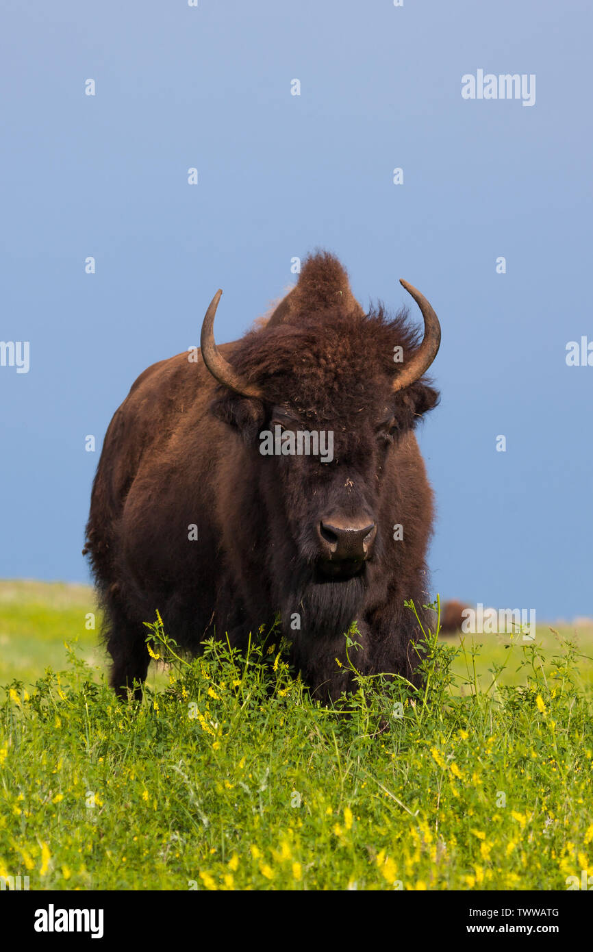 Spring Bison A large female bison stands in spring wildflowers and afternoon ...
