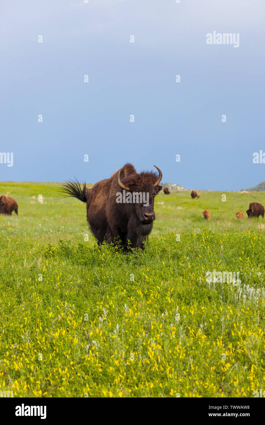 Spring Bison A large female bison stands in spring wildflowers and afternoon ...