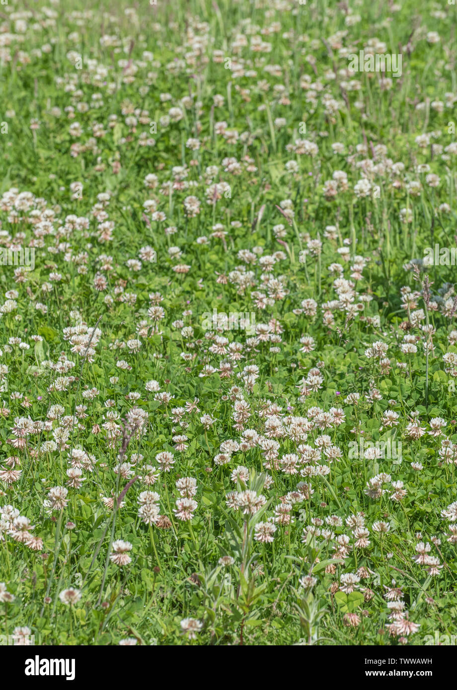 Patch of flowering White Clover / Trifolium repens among grass. There are many agricultural varieties of WC - unsure which this might be. Weed patch. Stock Photo