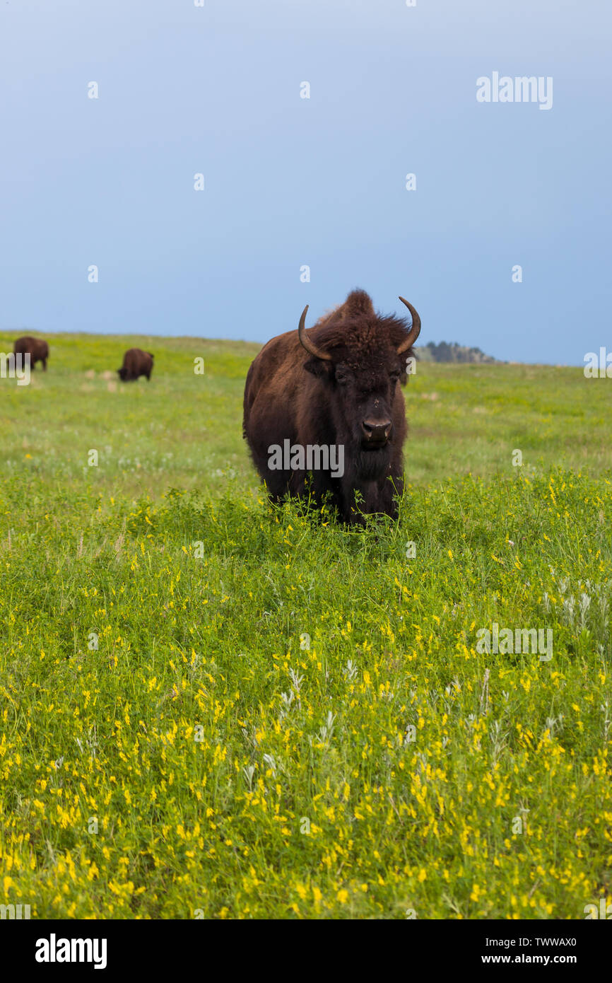 Spring Bison A large female bison stands in spring wildflowers and afternoon ...