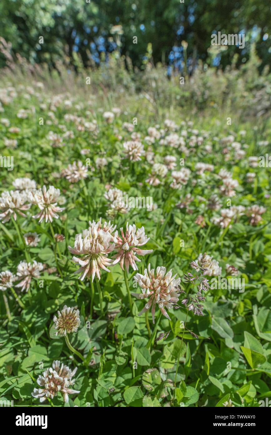 Macro shot of patch of flowering White Clover / Trifolium repens among grass. There are many agricultural varieties of WC - unsure which this might be Stock Photo
