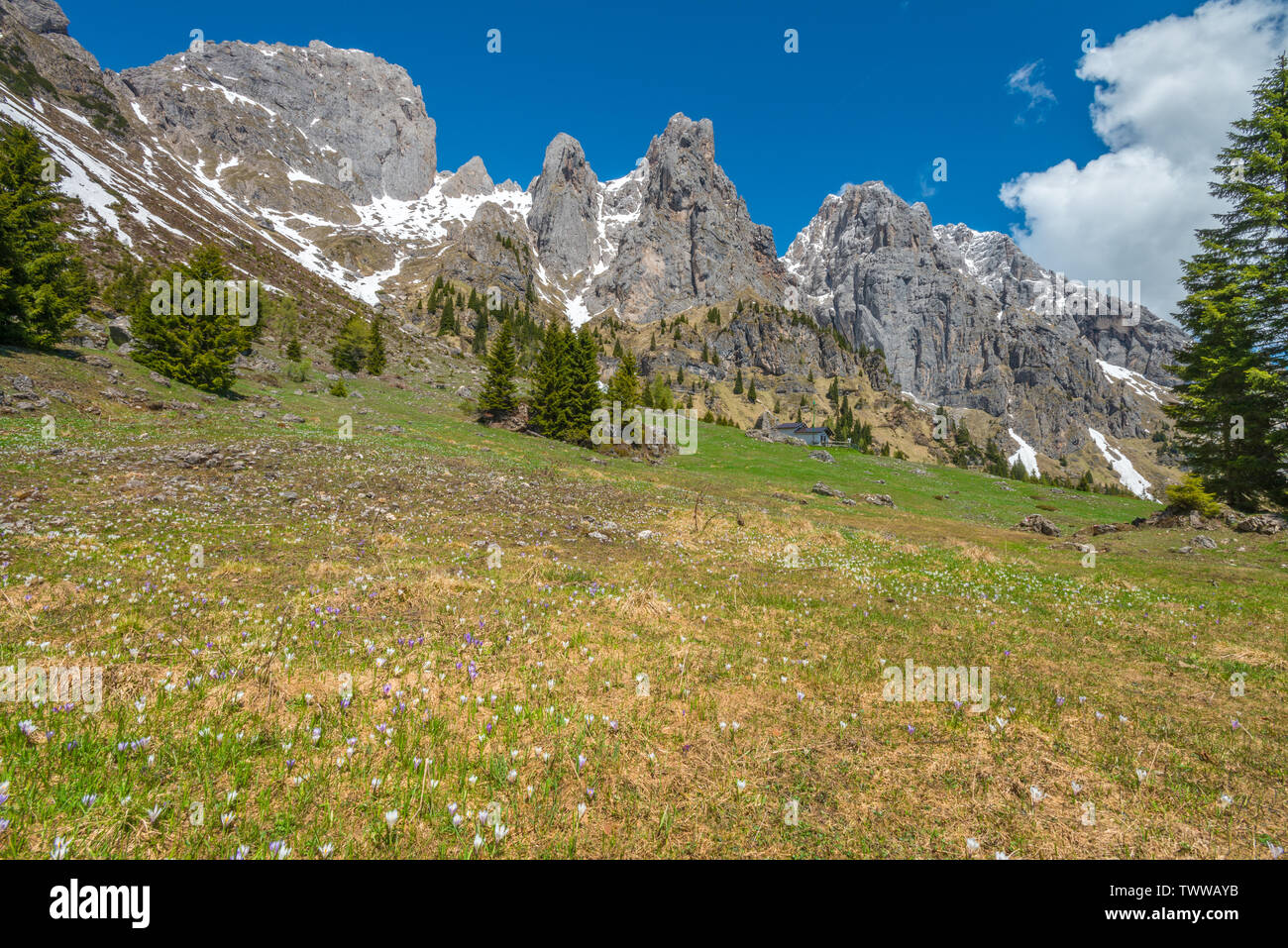 Lush alpine meadow in the Dolomites of Italy, covered in crocus flowers and surrounded by steep rocky mountains. Summer hiking in the Alps. Stock Photo