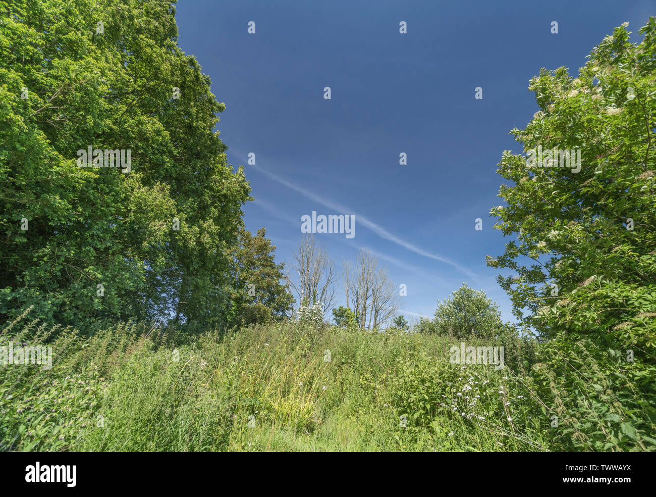 Wide angle shot of forgotten corner of a field where weeds have overgrown and taken over the ground - against blue summer sky. Stock Photo
