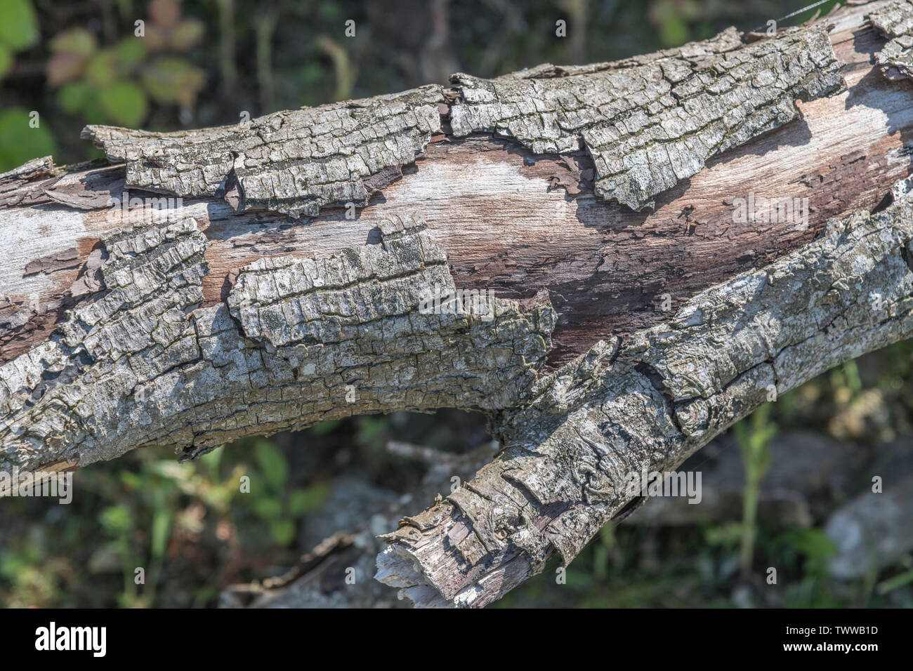 Bark peeling away from fallen tree trunk. Metaphor falling off, coming apart, being laid bare