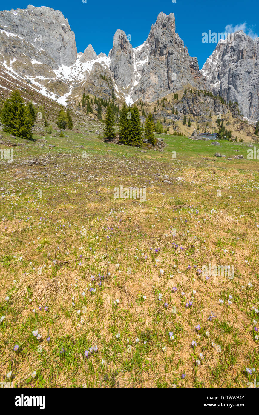 Lush alpine meadow in the Dolomites of Italy, covered in crocus flowers and surrounded by steep rocky mountains. Summer hiking in the Alps. Stock Photo