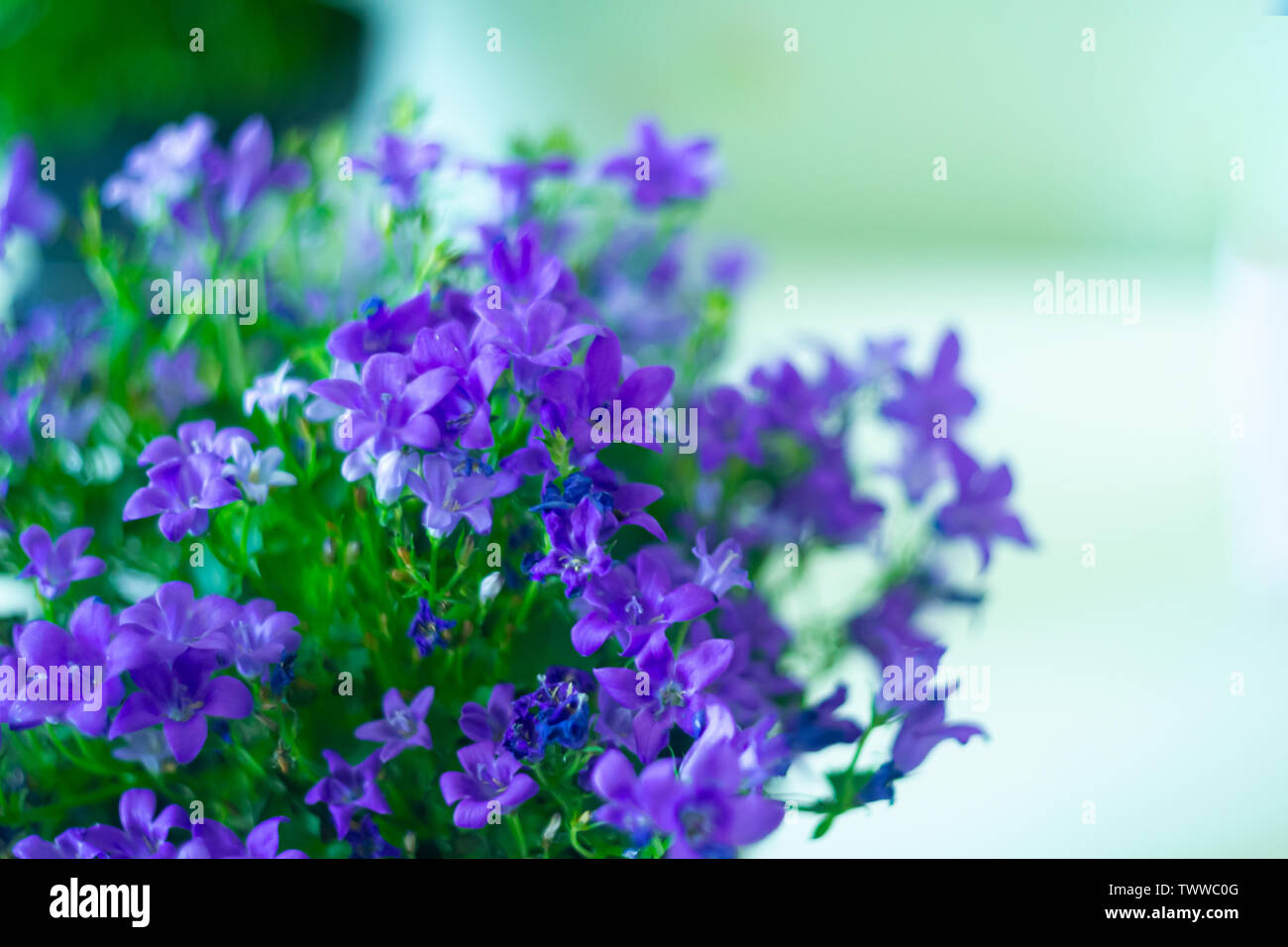 Blue flowers of  browallia speciosa in garden on blurred background Stock Photo