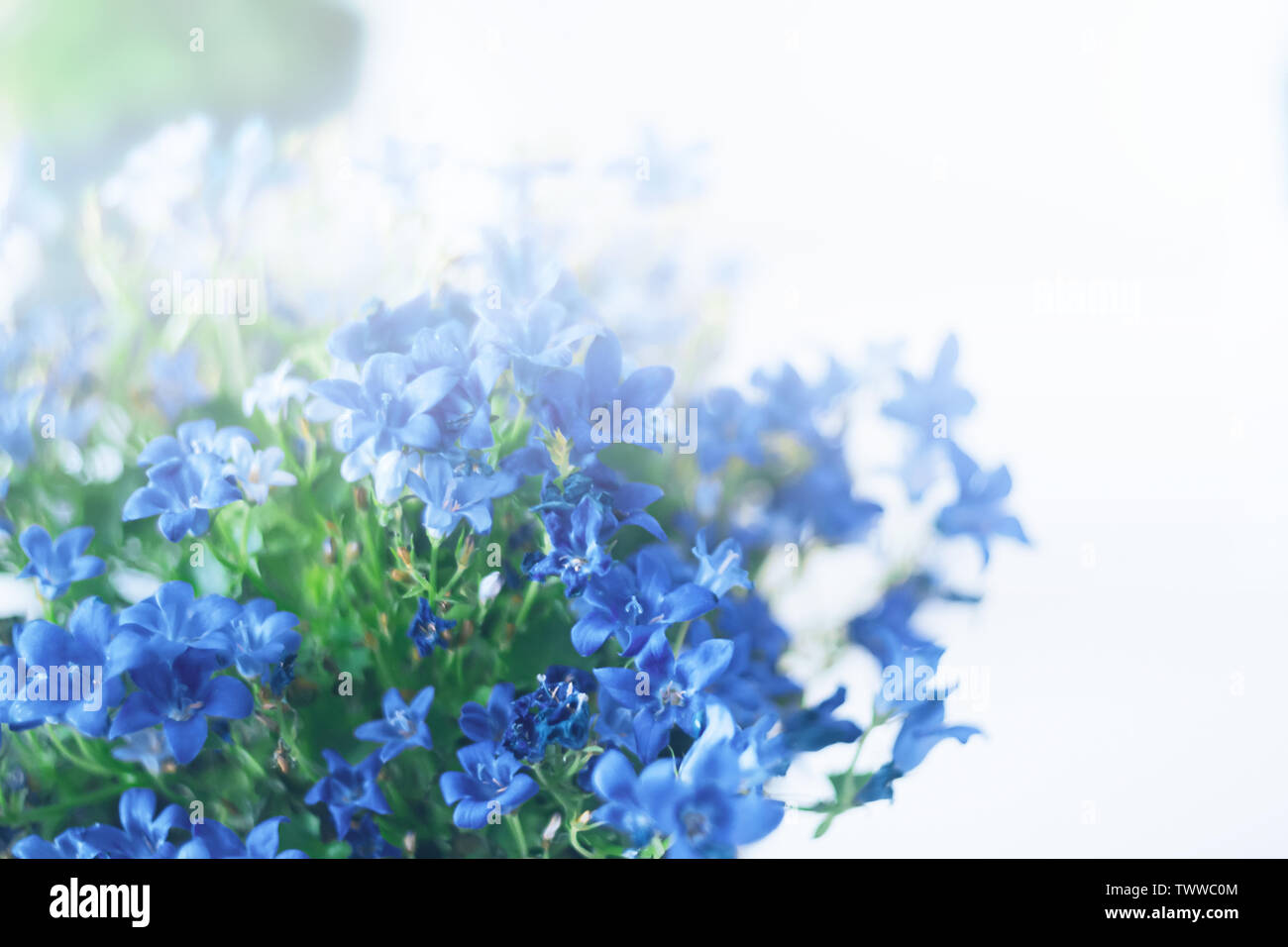 Blue flowers of  browallia speciosa in garden on white background Stock Photo