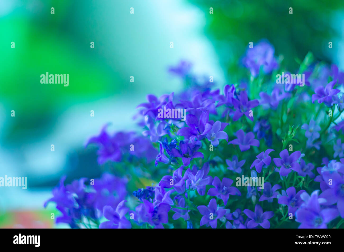 Beautiful blue flowers of browallia speciosa on blurred background. Stock Photo