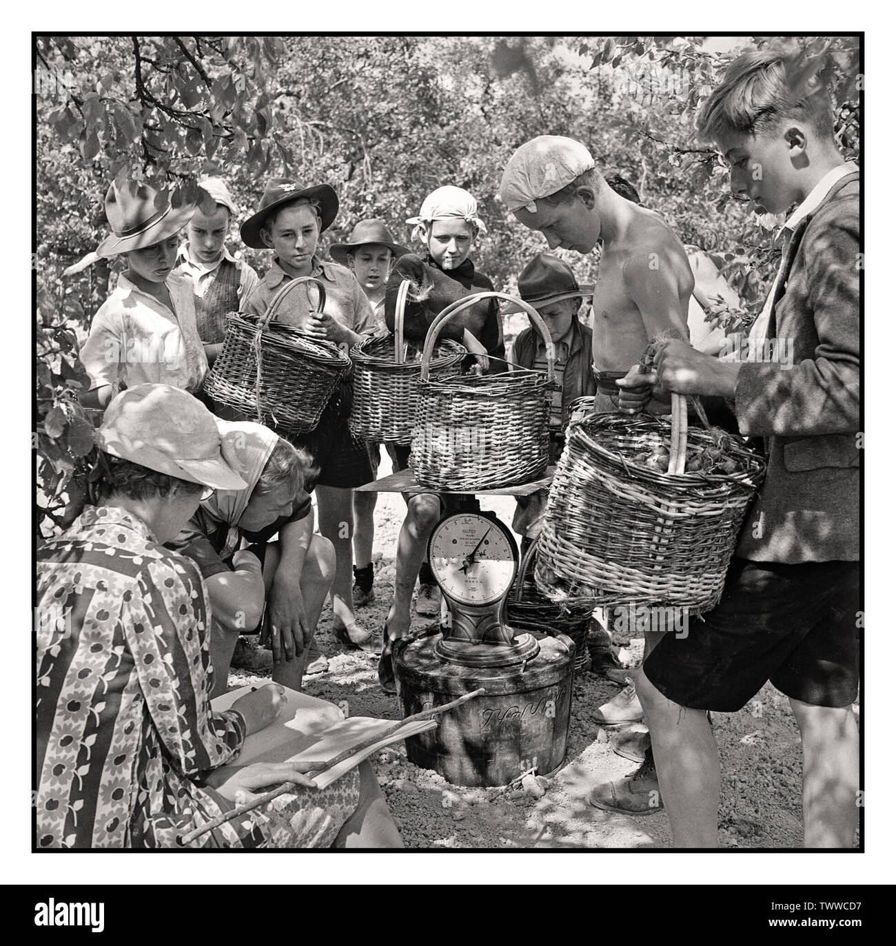 Vintage food fruit production England World War 2 Boy Scouts bring in baskets of plums for weighing on the fruit-picking farm near Cambridge in 1944. The boys gather in the dappled shade of the trees to present their baskets of plums to the female representative of the jam company to be weighed. The fruit is weighed by the pound and the weights are entered into a ledger before the baskets are emptied into the firm's bushel baskets for collection. Stock Photo