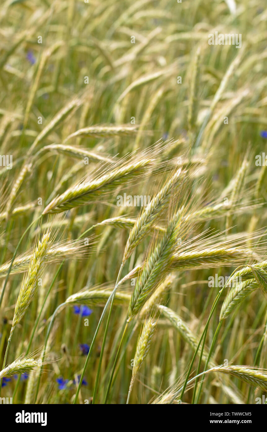 Color Theory Wheat Sprigs- Light Yellow
