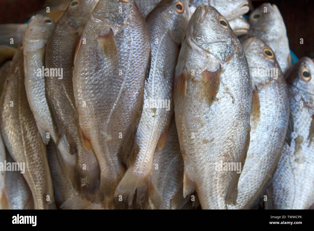 Fresh Dorado fish (gen. Sparus) from the Indian ocean. Produce from the sea (seafood) in Goa markets Stock Photo