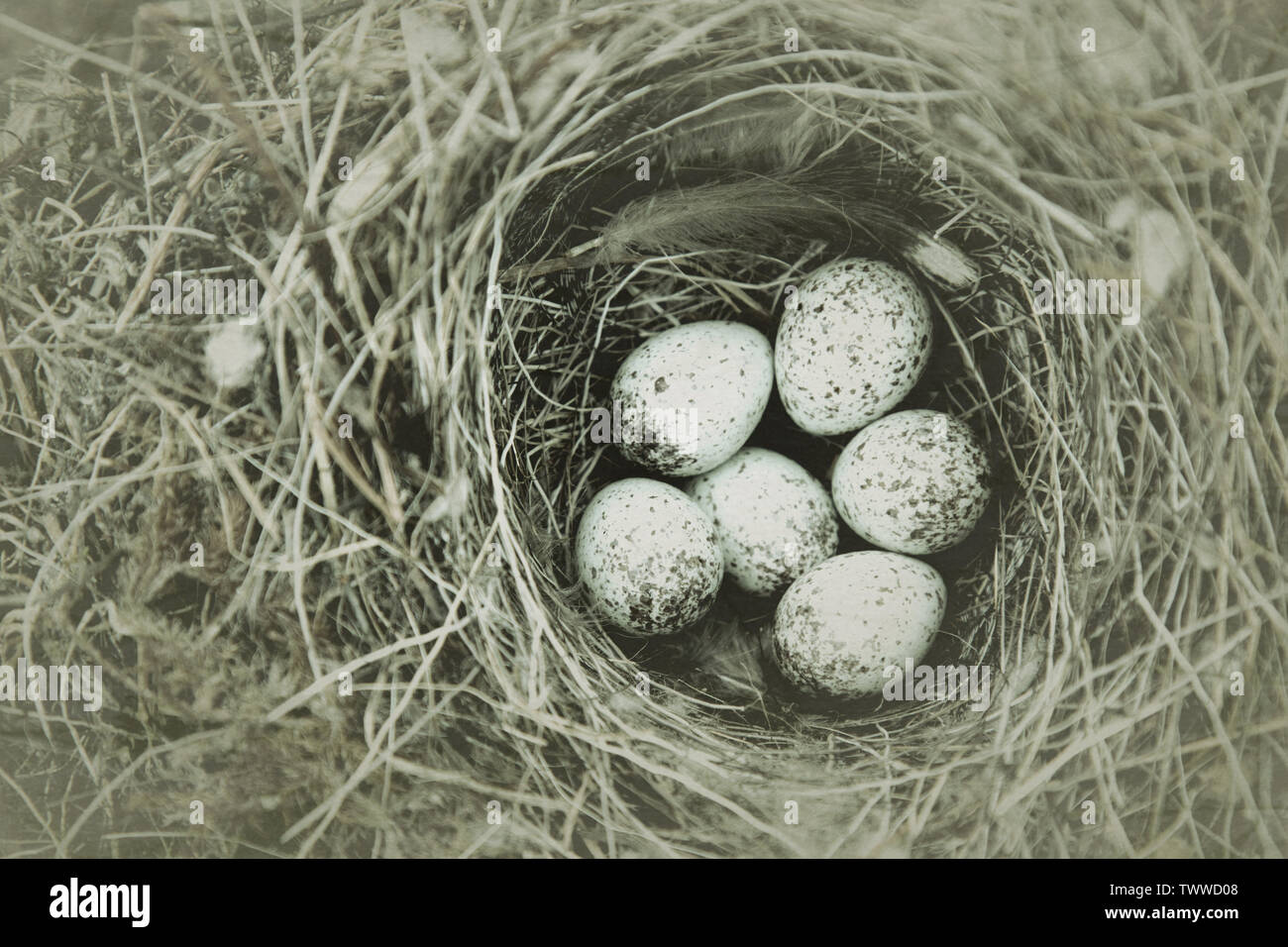 Guide to bird nests. The white Wagtail's nest (Motacilla alba) under a
