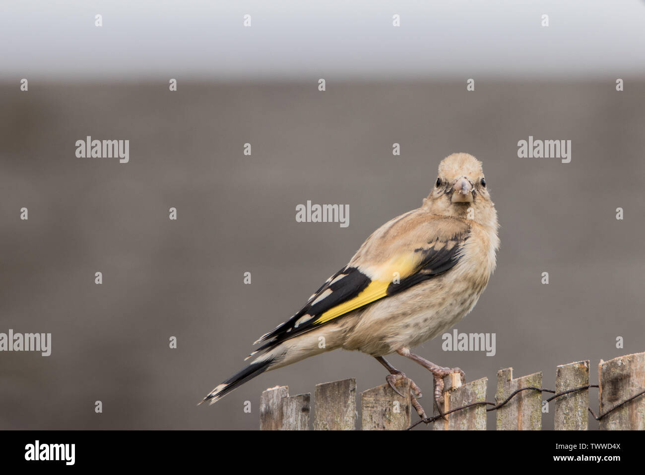 Goldfinch, Juvenile Goldfinch, perched on a fence in the sunshine, in spring in a British Garden. Stock Photo