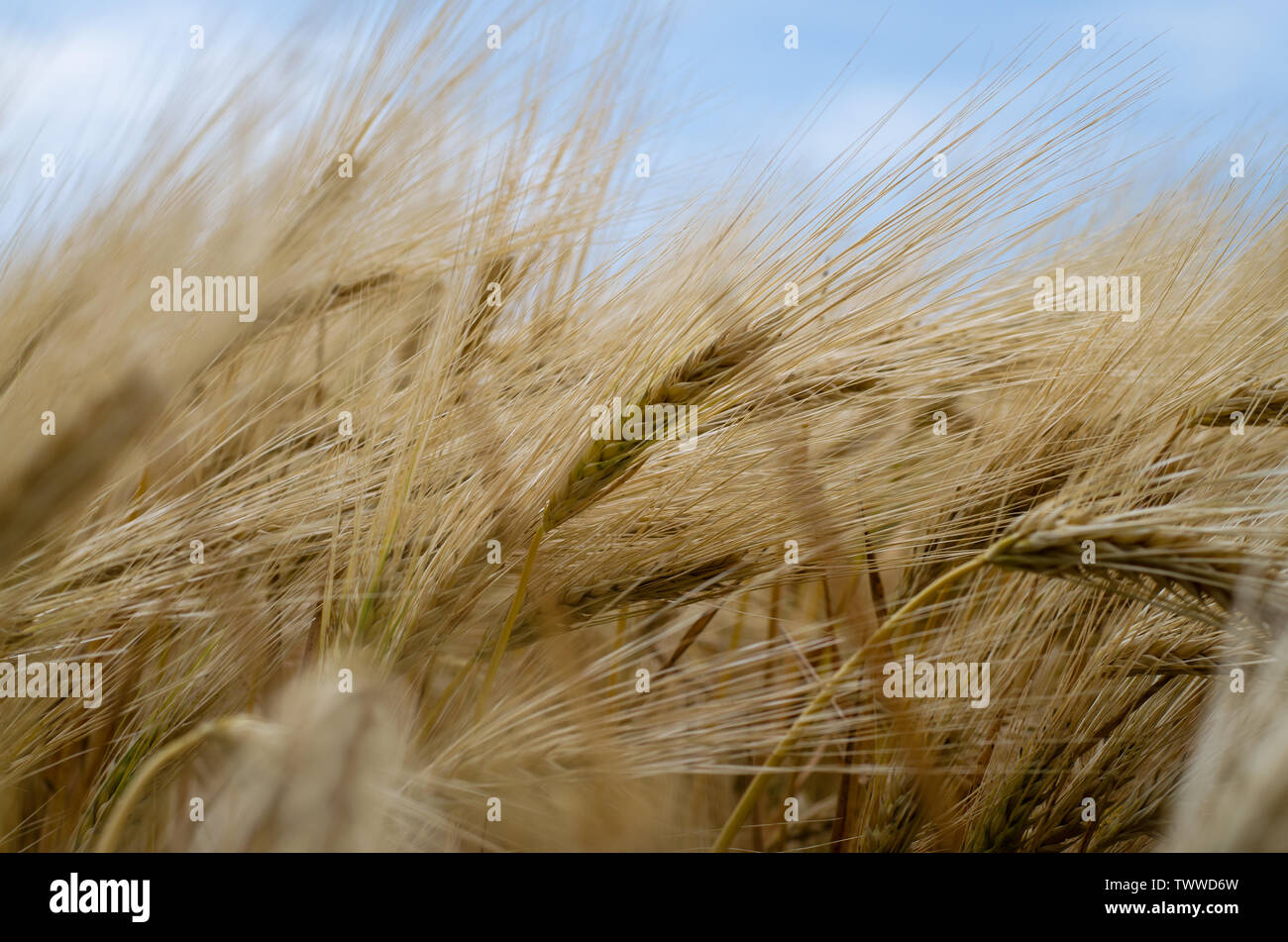 Golden spring hi-res stock photography and images - Alamy