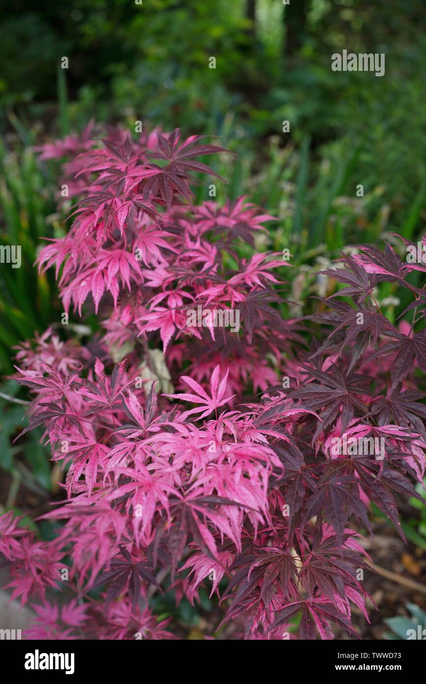 Close up of Acer Palmatum 'Rainbow' tree Stock Photo Alamy