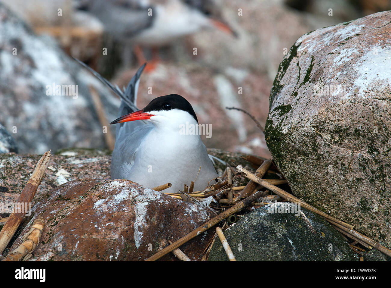 The Common tern (Sterna hirundo) is sitting on the nest, hatching bird, incubation. Bird close-up Stock Photo