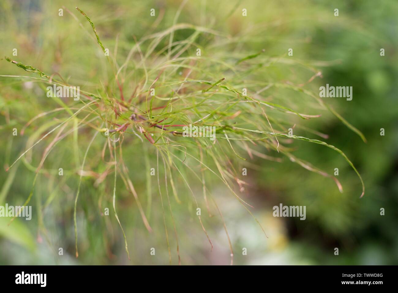 Close up of Acer Palmatum 'Fairy Hair' Japanese maple tree. Stock Photo