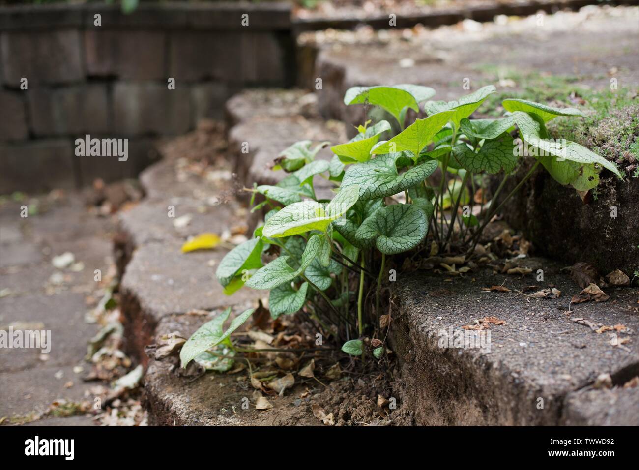 Brunnera macrophylla 'Siberian Bugloss' growing through a crack in cement steps. Stock Photo