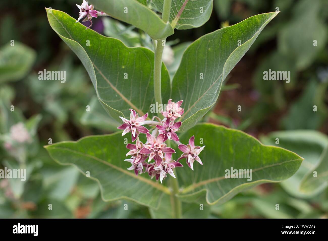 Asclepias Speciosa 'showy Milkweed' Flowers Stock Photo - Alamy