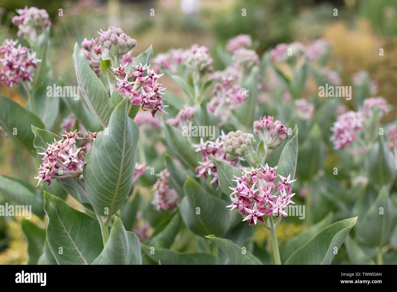 Asclepias Speciosa Showy Milkweed