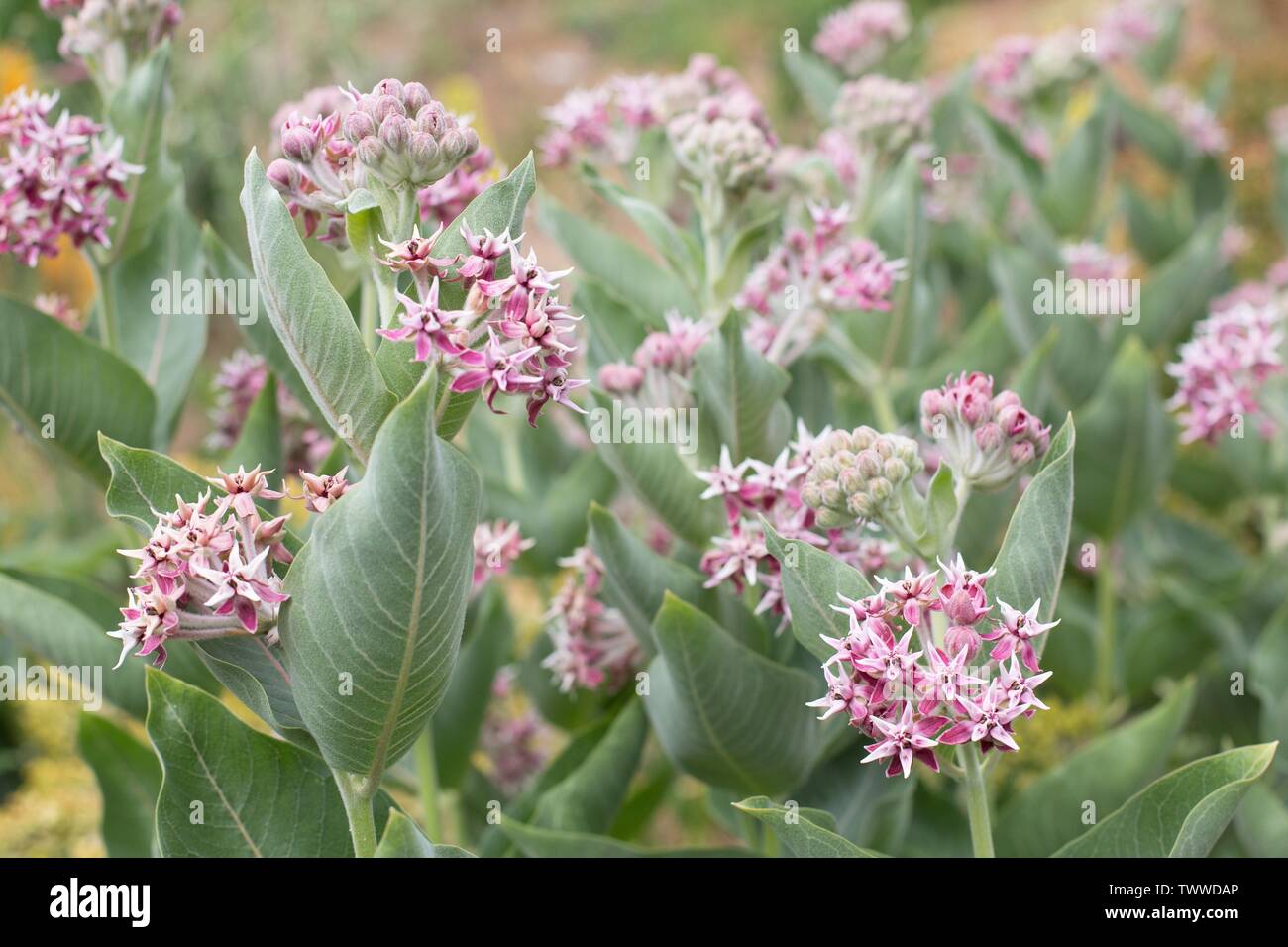 Showy milkweed hires stock photography and images Alamy