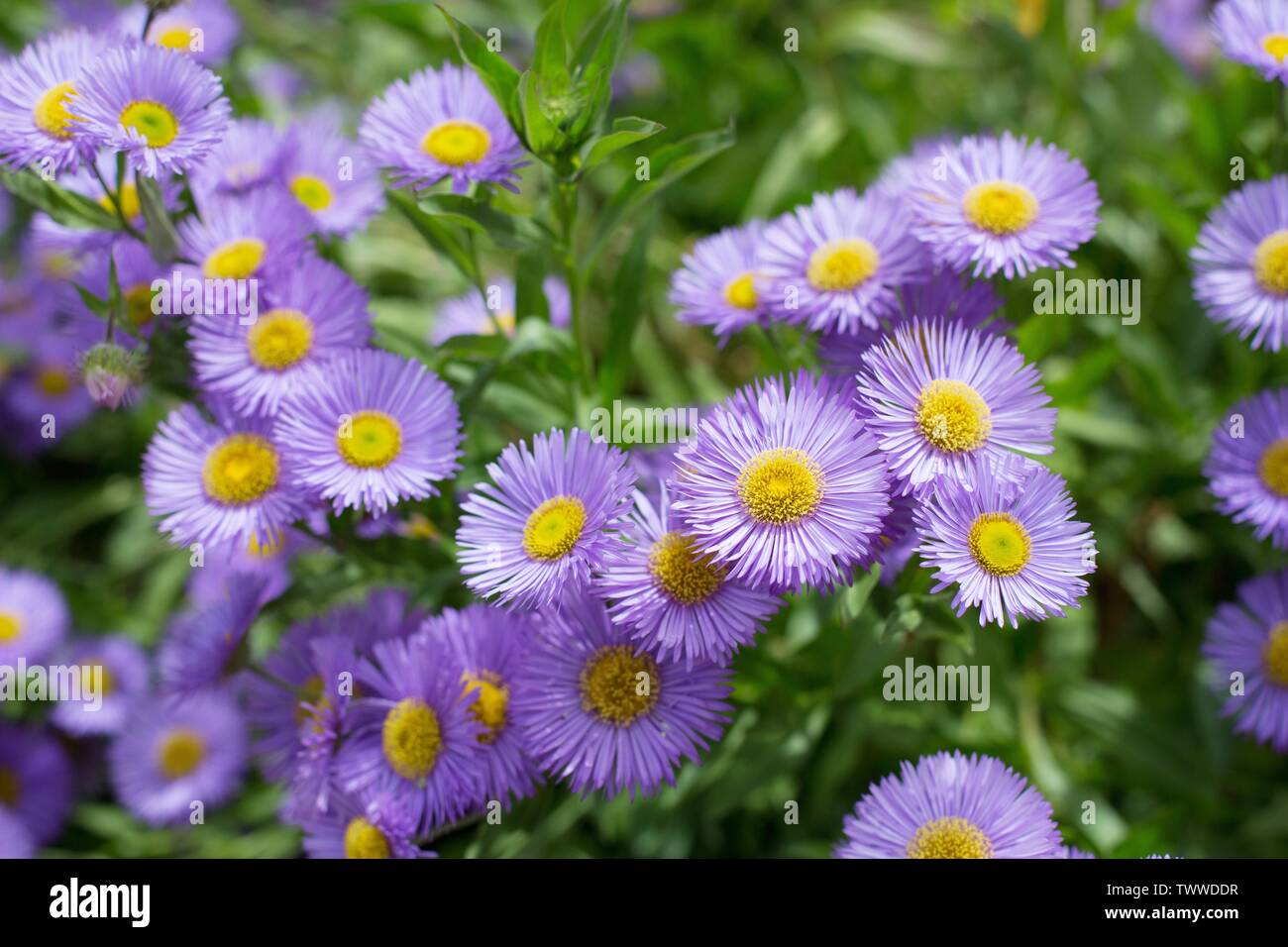 Erigeron speciosus flowers. Stock Photo