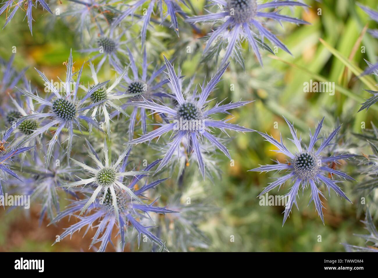 Eryngium amethystinum also known as Italian Eryngo flowers Stock Photo