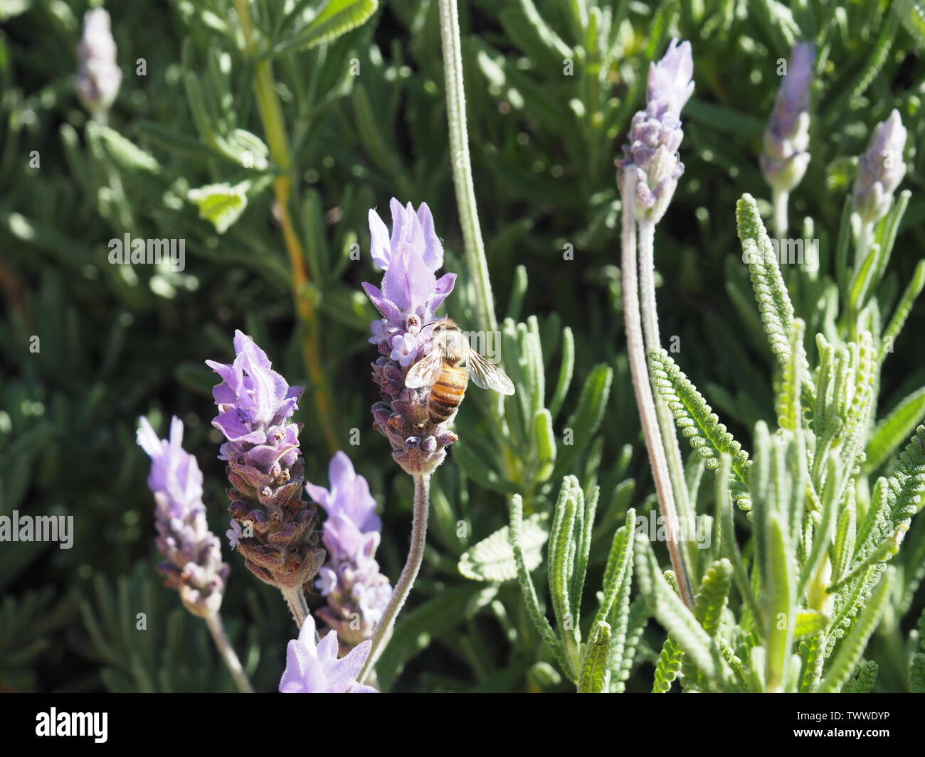 European honey bee (apis mellifera) looking for nectar within French lavender (lavandula dentata) Stock Photo