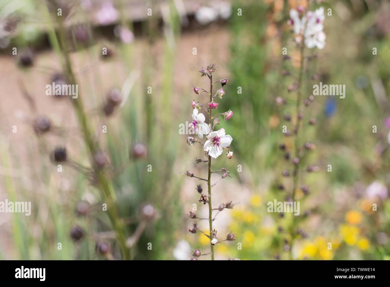 Verbascum Blattaria Also Known As Moth Mullein Flowers Stock Photo Alamy