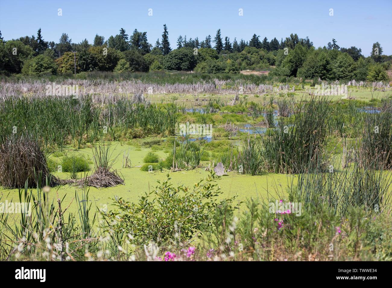 Talking Water Gardens, an engineered water treatment wetland in Albany