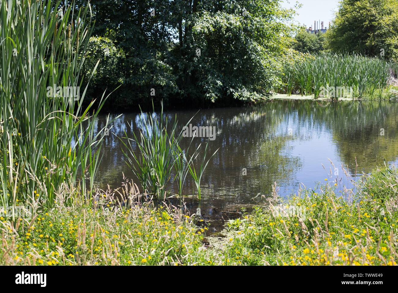 Talking Water Gardens, an engineered water treatment wetland in Albany