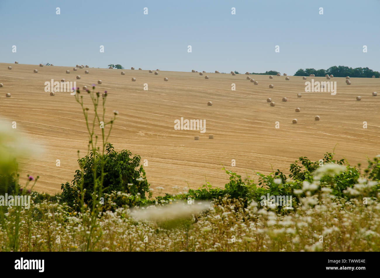 Bale spike hi-res stock photography and images - Alamy