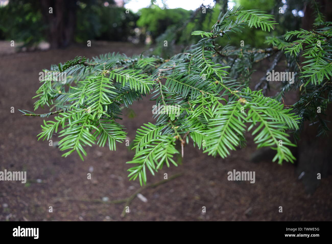 Tockington Tree Trees at Tatton park Stock Photo - Alamy