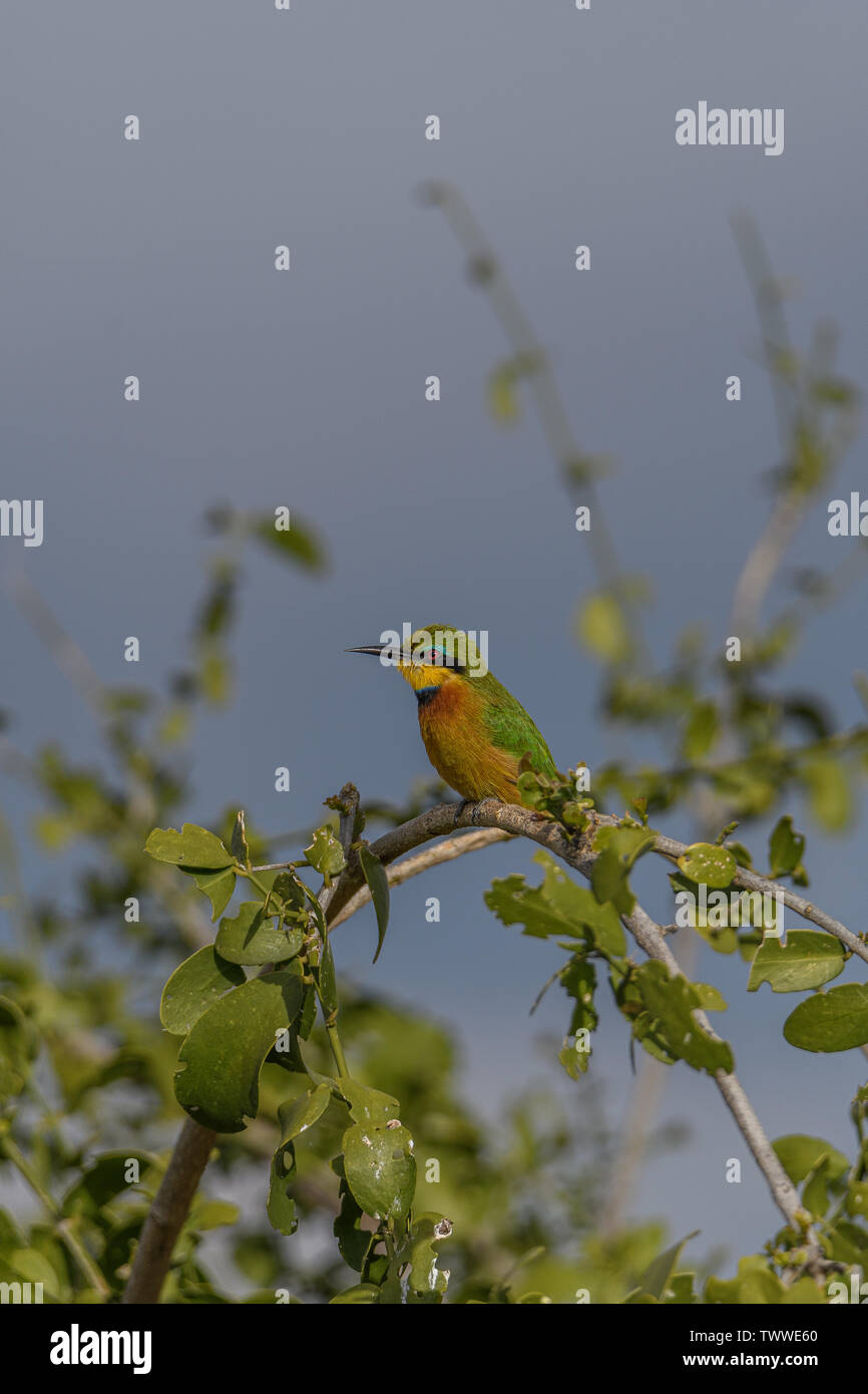 Bee eater watching a bee hi-res stock photography and images - Alamy