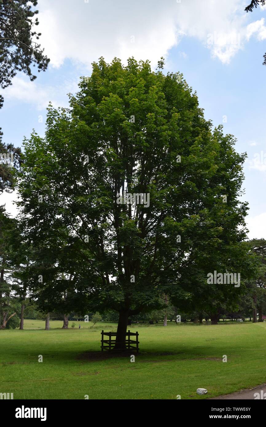 Tockington Tree Trees at Tatton park Stock Photo - Alamy