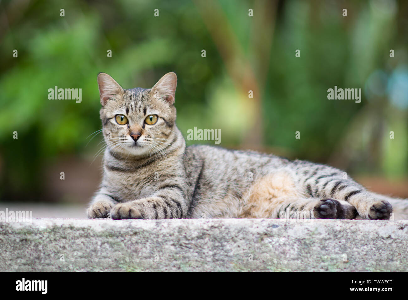 cat sleep on the floor Stock Photo Alamy