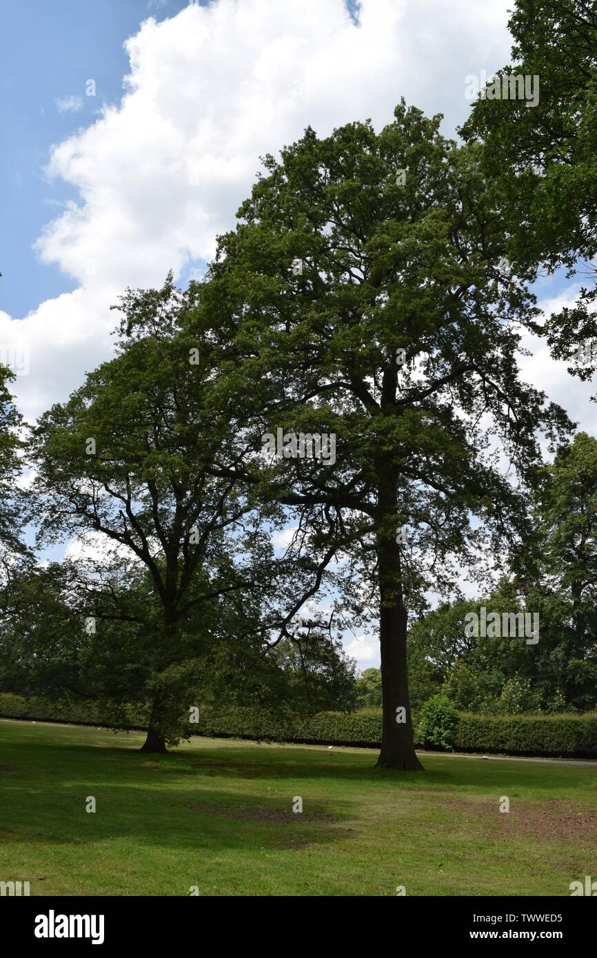 Tockington Tree Trees at Tatton park Stock Photo - Alamy