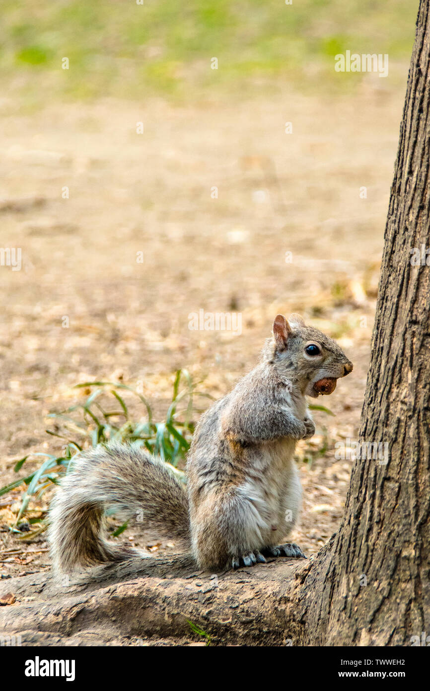 Squirrels in new york city hires stock photography and images Alamy
