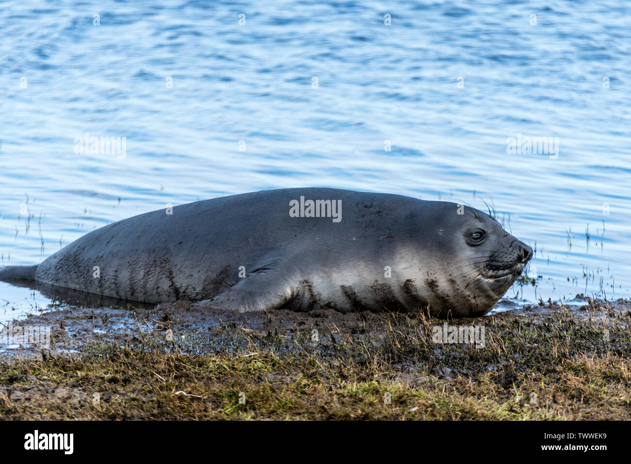 Southern Elephant Seal Pup, Mirounga leonina, Sea Lion Island, in the Falkland Islands, South Atlantic Ocean Stock Photo