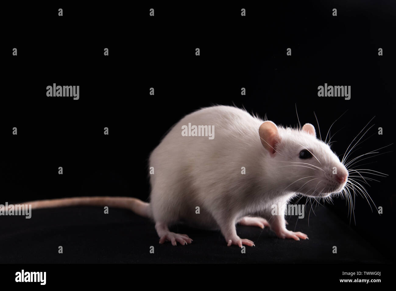 Rats Rear View Domestic background hi-res stock photography and images - Alamy