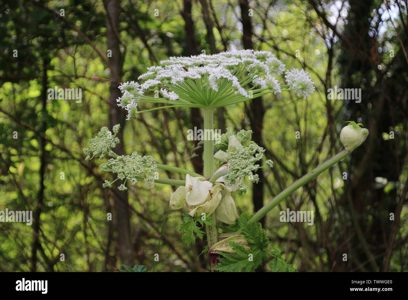 Hogweed flowers along the side of the road in Capelle aan den IJssel which can harm people and animals Stock Photo