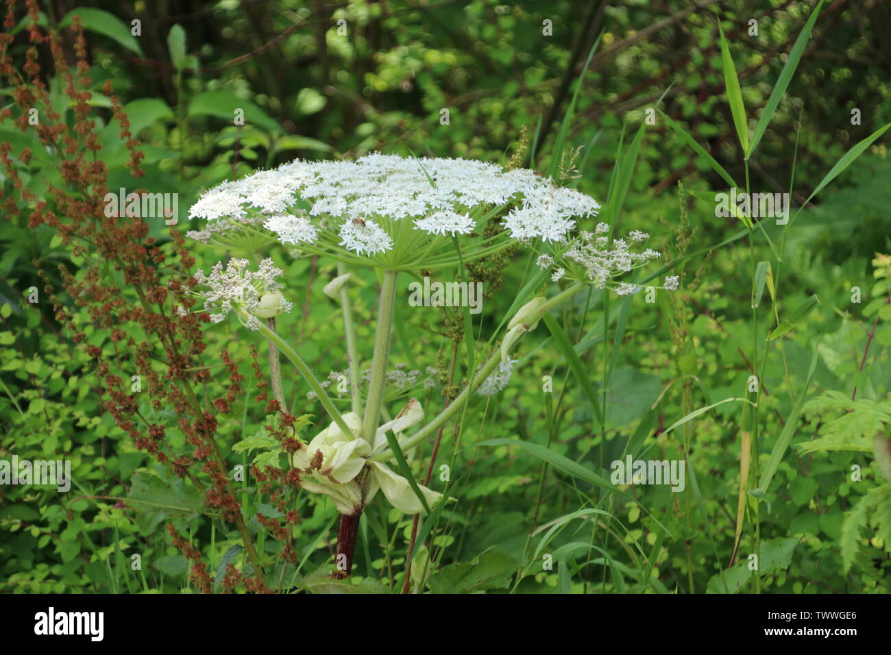 Hogweed flowers along the side of the road in Capelle aan den IJssel which can harm people and animals Stock Photo