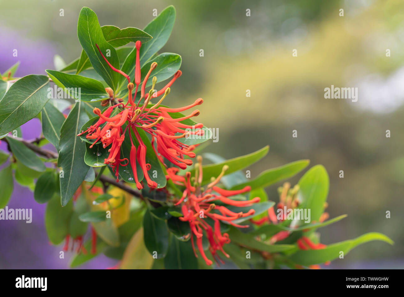 Close up of Embothrium coccineum - Chilean fire bush flowering in an English garden, UK Stock Photo
