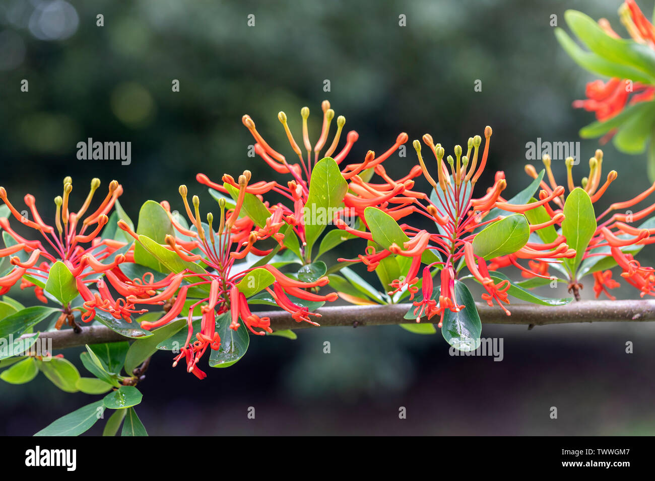 Close up of Embothrium coccineum - Chilean fire bush flowering in an English garden, UK Stock Photo