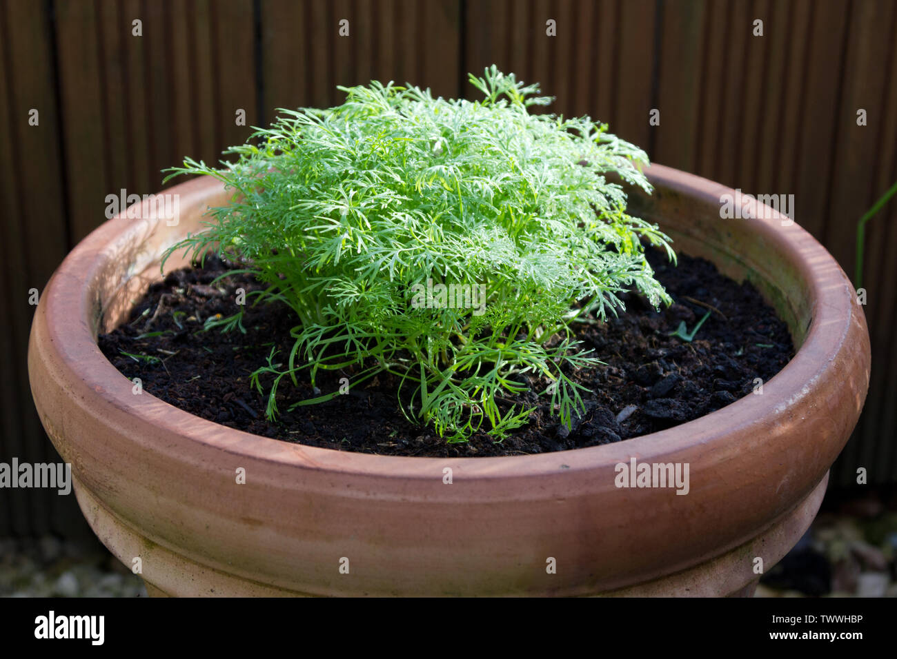 Pot of Dill in a small garden Stock Photo Alamy
