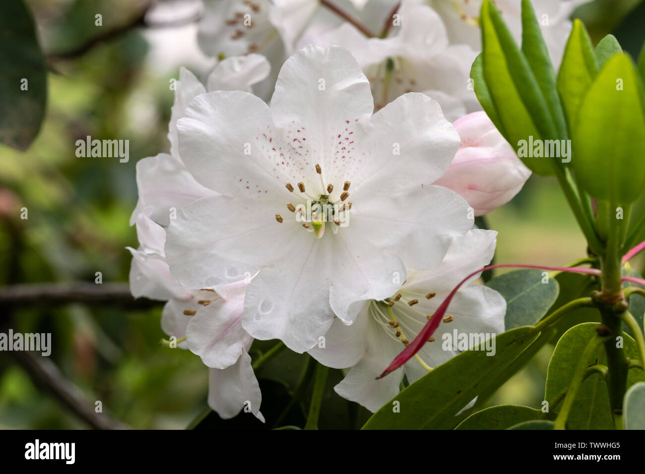 Close up of white Rhododendron decorum blooms flowering in May in the UK Stock Photo